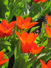 Tulip_4.jpg