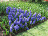 Tulip_5.jpg