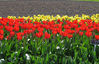 Tulip_6.jpg