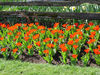 Tulip_7.jpg